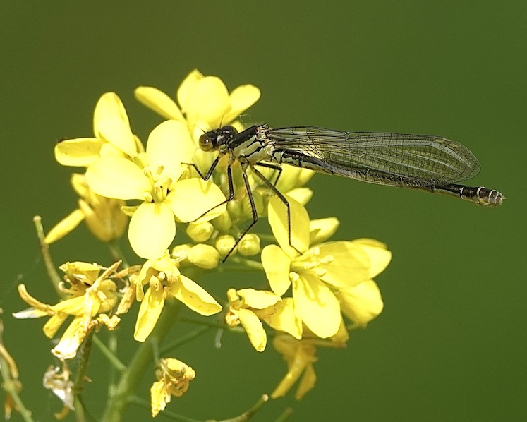 red-eyed damselfly
